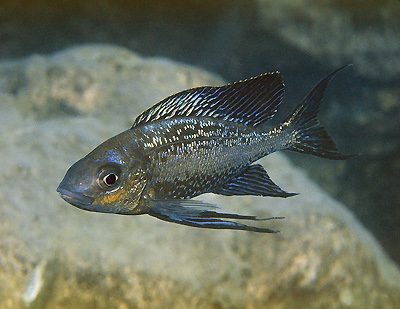 Cyathopharynx sp. 'neon streak' Sumbu